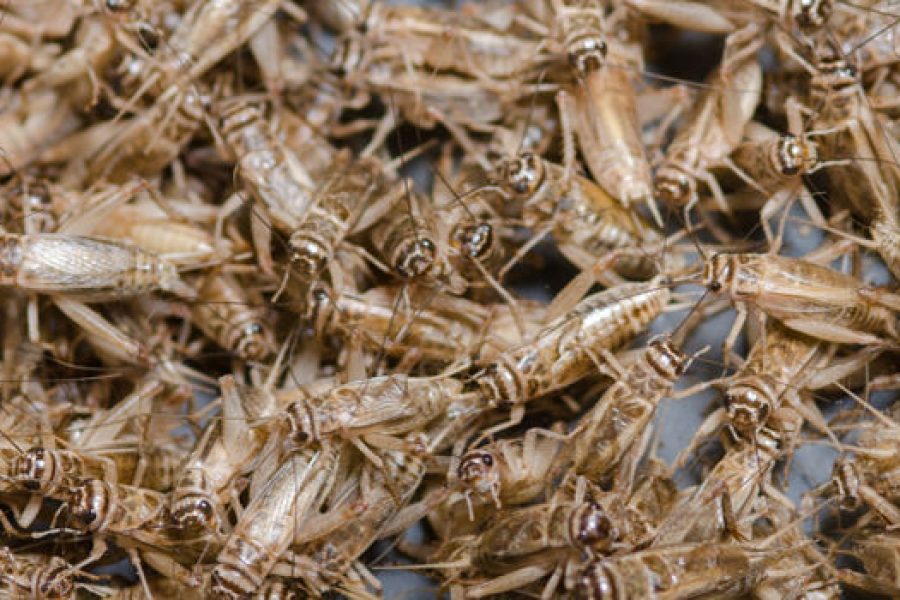 Roasted Crickets? Millennial Entrepreneurs Think Americans Should Eat Bugs