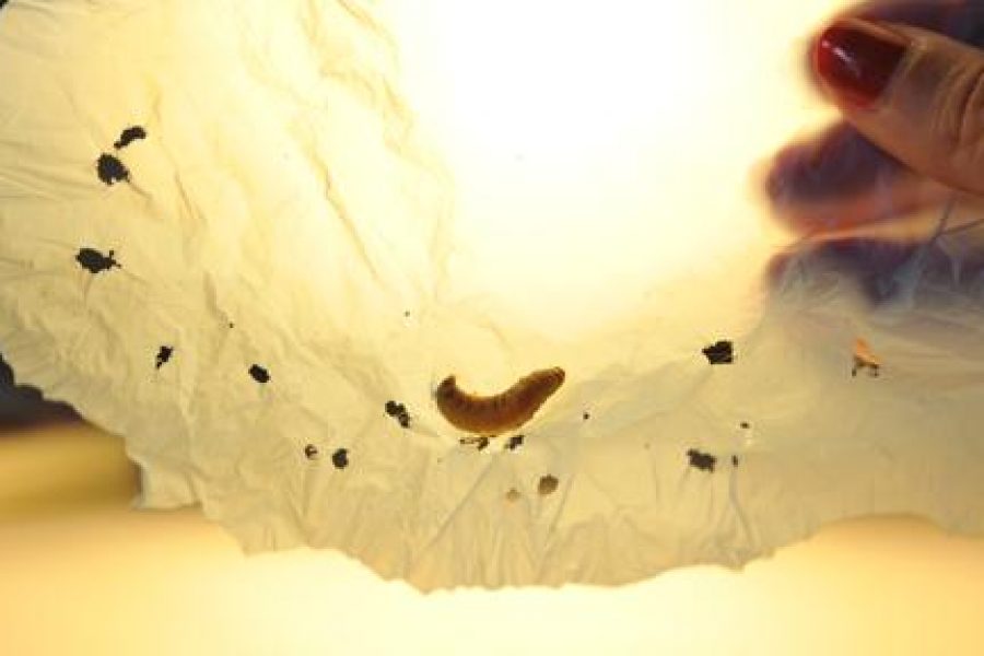 Forscher entdecken Plastik fressende Raupe