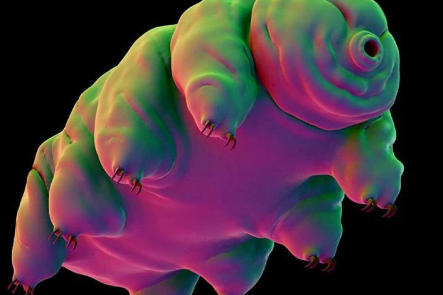 Meet the earth’s last survivor..

 #tt30  #tardigradeThe tardigrade, an ei…
